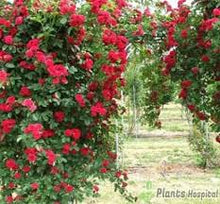 Load image into Gallery viewer, Rose brush
